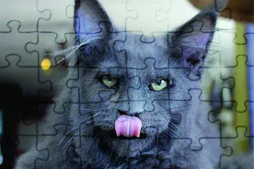 cat leon jigsaw puzzle