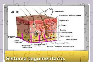 Sistema tegumentario jigsaw puzzle