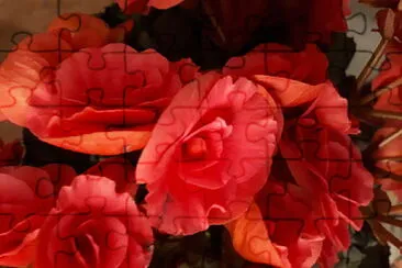 fleurs rouges jigsaw puzzle