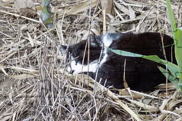 Onde estÃ¡ o gato