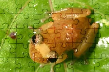 Golden coqui jigsaw puzzle