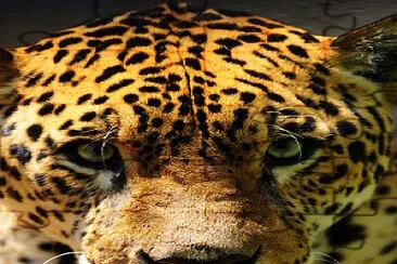 Jaguarete - Jaguar - Panthera onca jigsaw puzzle