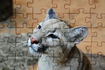 Puma - LeÃ³n Sudamericano jigsaw puzzle