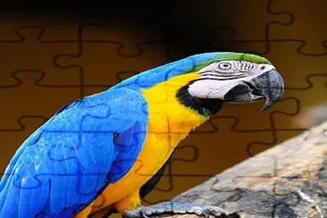 Papagayo Azulamarillo - Ara ararauna jigsaw puzzle