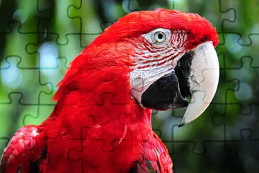 Papagayo Rojo - Ara chloropterus jigsaw puzzle