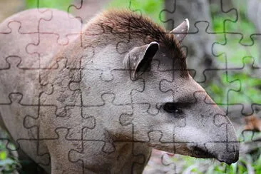 Tapir - Mborevi - Tapirus jigsaw puzzle