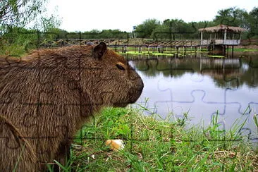 Carpincho - Capibara o ChigÃ¼iro jigsaw puzzle