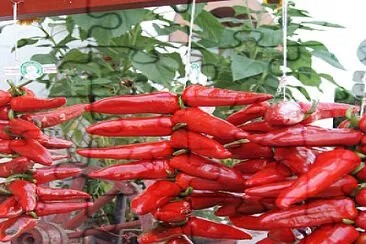 piments d 'Espelette