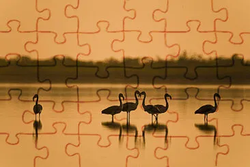 Flamencos Laguna Salada - Chaco Paraguayo jigsaw puzzle