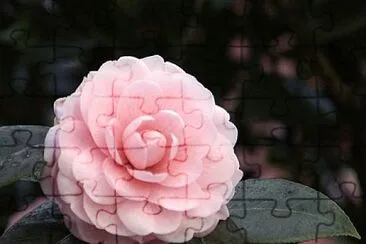 Pink camellia jigsaw puzzle