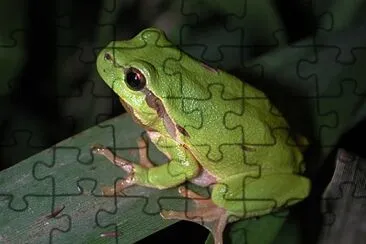 Common coqui jigsaw puzzle