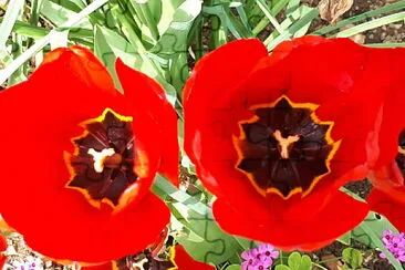 פאזל של tulipes rouges