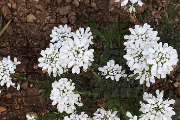 corbeille d 'argent