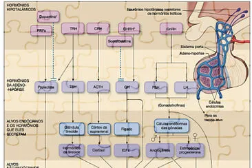 פאזל של HIPOFISE