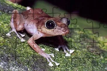 פאזל של Guajon coqui