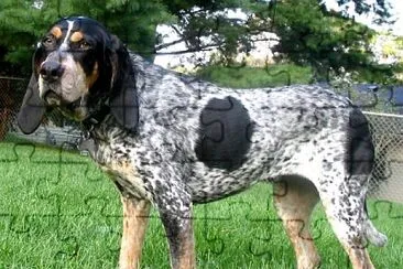 Bluetick coonhound jigsaw puzzle