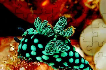 פאזל של Nembrotha cristata