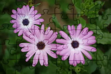 פאזל של marguerites violettes