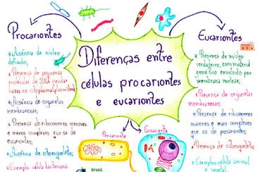 DiferenÃ§a entre cÃ©lula procarionte e eucarionte