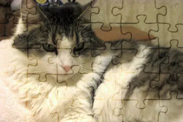 American longhair jigsaw puzzle