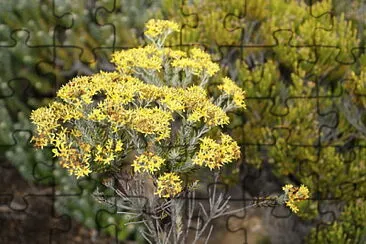 פאזל של fleurs au volcan