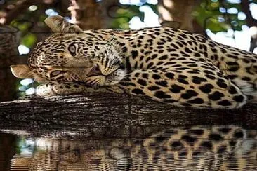 JAGUAR EN EL RIO jigsaw puzzle