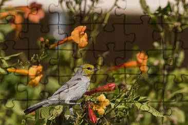 Virdin on vine jigsaw puzzle