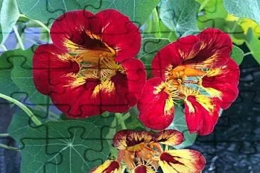 flores jigsaw puzzle