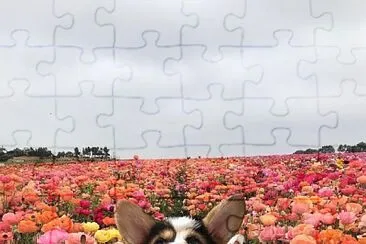 cara jigsaw puzzle