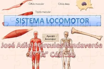 sistema locomotor