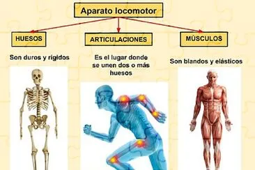 sistema locomotor jigsaw puzzle