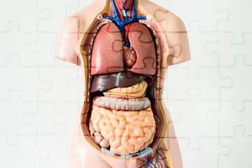 Body Human jigsaw puzzle