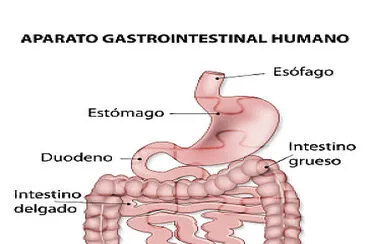 פאזל של sistema digestivo