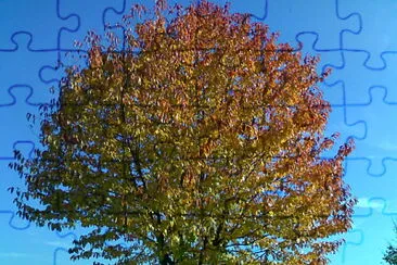 Herbstbaum