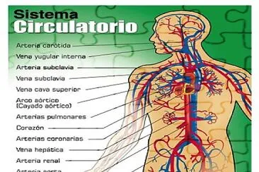 sistema circulatorio jigsaw puzzle