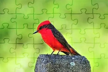 PÃ¡jaro jigsaw puzzle