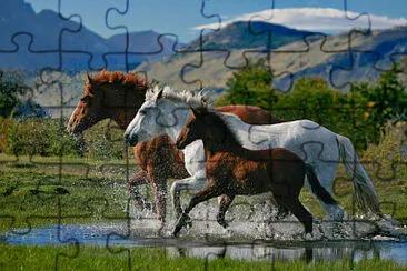 Horses