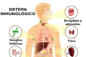 פאזל של sistema inmunologico