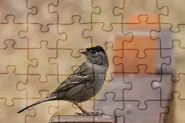 golden crowned sparrow jigsaw puzzle