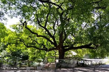 Bela Ãrvore num Parque em Buenos Aires