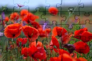 Poppy jigsaw puzzle