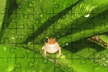 Grass coqui jigsaw puzzle