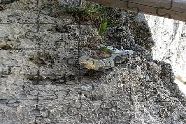 Iguana en Tulum