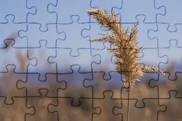 brown grass jigsaw puzzle