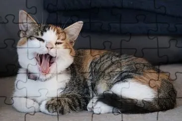 Chat jigsaw puzzle