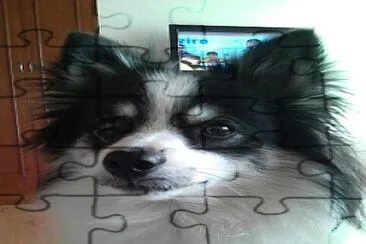 dog jigsaw puzzle