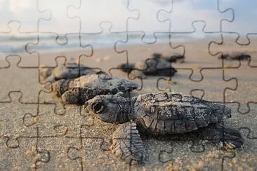 vzla jigsaw puzzle