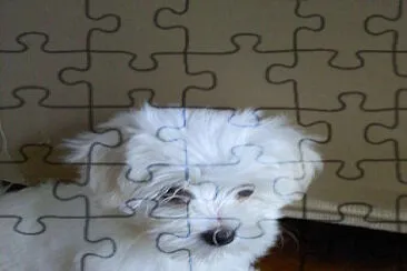 Dog jigsaw puzzle