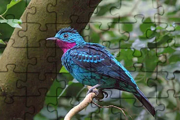 Cotinga adorna