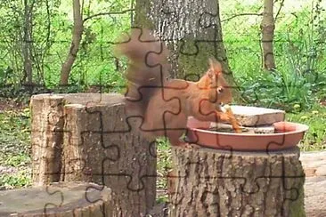 Ã©cureuil gourmand jigsaw puzzle